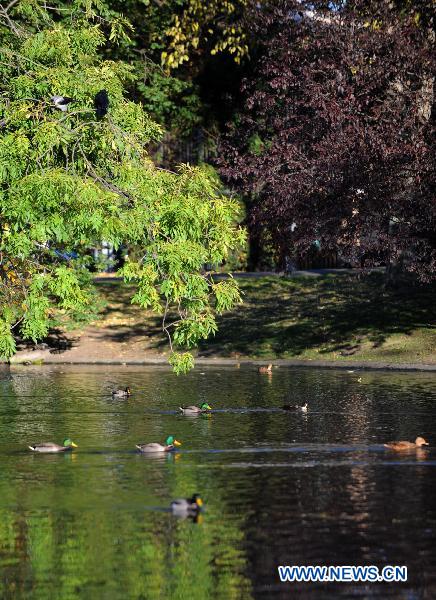 Ducks swim in the lake at the city park of Vienna, Austria, Oct. 21, 2010. [Xinhua/Xu Liang]