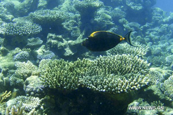 A fish looks for food among the coral clusters off the Embudu Island, Maldives, Oct. 21, 2010. [Xinhua/Liu Yongqiu]