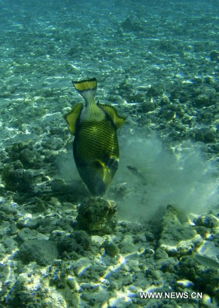  A fish looks for food among the coral clusters off the Embudu Island, Maldives, Oct. 21, 2010. [Xinhua/Liu Yongqiu]