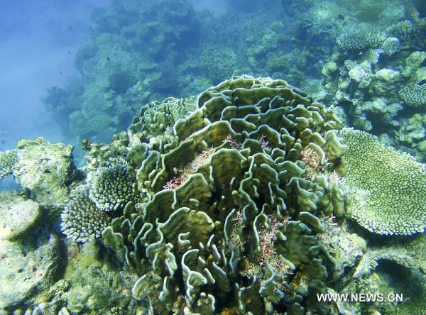 The coral clusters are pictured off the Embudu Island, Maldives, Oct. 21, 2010. [Xinhua/Liu Yongqiu]