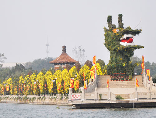 A dragon composed of 60,000 potted chrysanthemums.[Photo:China.com.cn] 