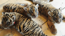 Three newly born South China tigers are seen in the Wangcheng zoo in Luoyang, central China's Henan Province, Sept. 7, 2010.