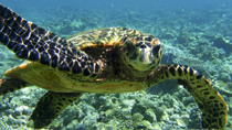 A turtle swims among the coral clusters off the Embudu Island, Maldives, Oct. 21, 2010.