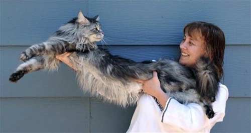 Stewie, a 5-year-old Maine Coon from Reno, Nev., was certified by Guinness World Records as the world's longest domestic cat, AOL News reports. He stretches 123.2 centimeters from the tip of his tail to his nose. 