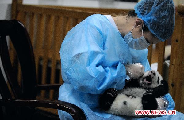 Ashley Robertson fondles a baby panda to help it defecate in Chengdu Panda Base in Chengdu, capital of southwest China's Sichuan Province, Oct. 19, 2010. [Xinhua]