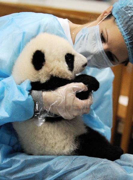 Ashley Robertson fondles a baby panda to help it defecate in Chengdu Panda Base in Chengdu, capital of southwest China's Sichuan Province, Oct. 20, 2010.