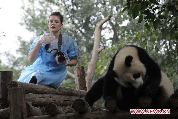 Ashley Robertson fondles a baby panda to help it defecate in Chengdu Panda Base in Chengdu, capital of southwest China's Sichuan Province, Oct. 19, 2010.