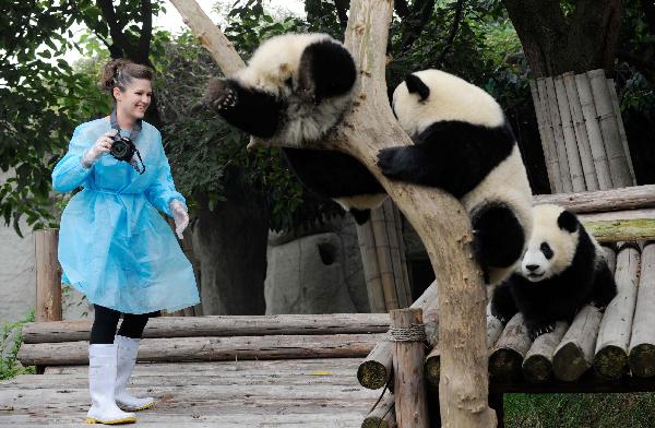  Ashley Robertson prepares to take photos for giant pandas in Chengdu Panda Base in Chengdu, capital of southwest China's Sichuan Province, Oct. 19, 2010.