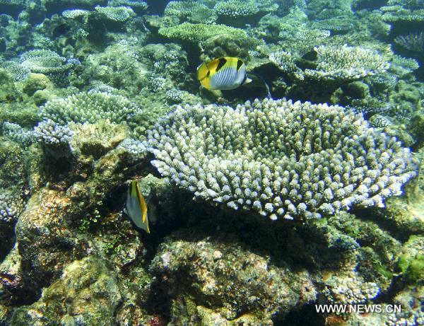 Fishes look for food among the coral clusters off the Embudu Island, Maldives, Oct. 21, 2010.