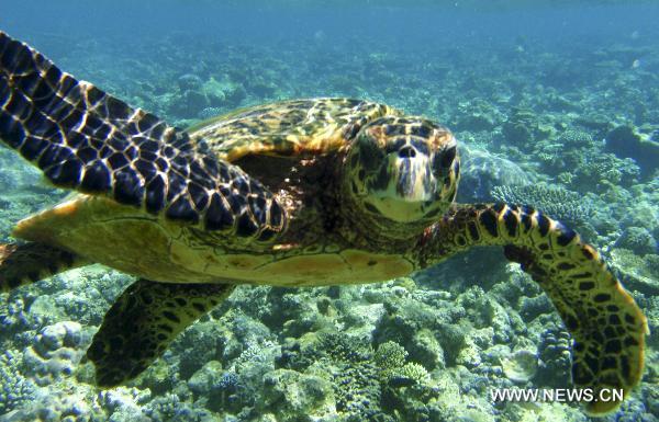 A turtle swims among the coral clusters off the Embudu Island, Maldives, Oct. 21, 2010. 