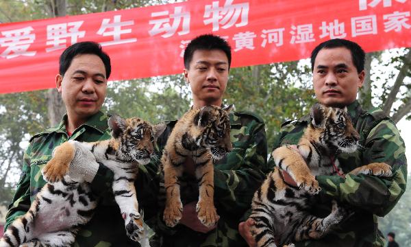 Three cubs of the South China tiger are seen in the Wangcheng zoo in Luoyang, central China&apos;s Henan Province, Oct. 21, 2010. The three baby tigers were shown up to the public on Thursday for the first time since they were born in August. Their mother &apos;Niuniu&apos;, has miraculously given birth to a total of seven tigers since 2009. [Xinhua] 
