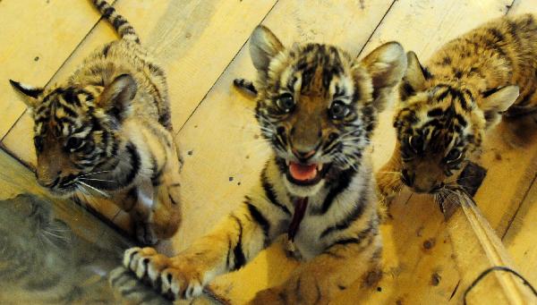 Three cubs of the South China tiger are seen in the Wangcheng zoo in Luoyang, central China&apos;s Henan Province, Oct. 21, 2010. The three baby tigers were shown up to the public on Thursday for the first time since they were born in August. Their mother &apos;Niuniu&apos;, has miraculously given birth to a total of seven tigers since 2009. 