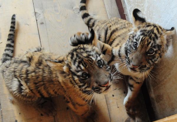 Three cubs of the South China tiger are seen in the Wangcheng zoo in Luoyang, central China&apos;s Henan Province, Oct. 21, 2010. The three baby tigers were shown up to the public on Thursday for the first time since they were born in August. Their mother &apos;Niuniu&apos;, has miraculously given birth to a total of seven tigers since 2009. 