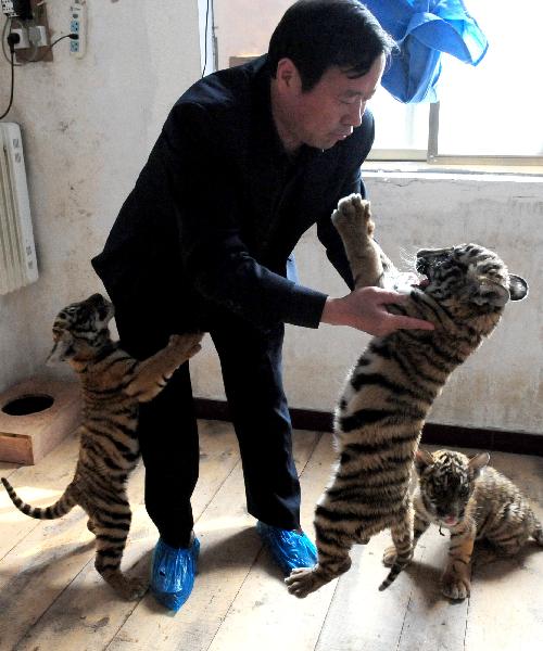 Three cubs of the South China tiger are seen in the Wangcheng zoo in Luoyang, central China&apos;s Henan Province, Oct. 21, 2010. The three baby tigers were shown up to the public on Thursday for the first time since they were born in August. Their mother &apos;Niuniu&apos;, has miraculously given birth to a total of seven tigers since 2009. 