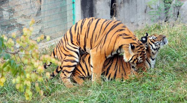 A South China female tiger &apos;Niuniu&apos; (R) is seen with a male tiger in the Wangcheng zoo in Luoyang, central China&apos;s Henan Province, Oct. 7, 2010. Niuniu has miraculously given birth to a total of seven tigers since 2009. The three cubs Niuniu just gave birth to this August were shown up to public for the first time on Thursday.