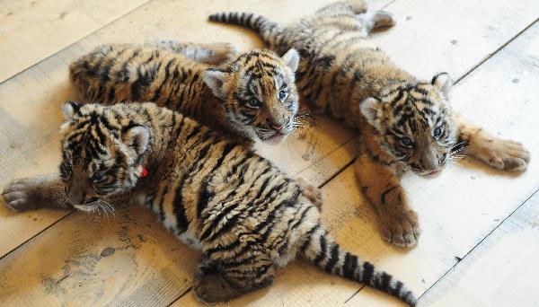 Three cubs of the South China tiger are seen in the Wangcheng zoo in Luoyang, central China&apos;s Henan Province, Oct. 21, 2010. The three baby tigers were shown up to the public on Thursday for the first time since they were born in August. Their mother &apos;Niuniu&apos;, has miraculously given birth to a total of seven tigers since 2009. 