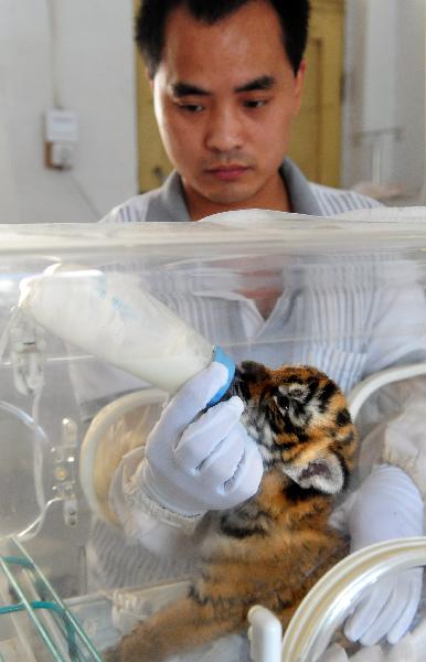  A zoo worker feeds a cub of the South China tiger in the Wangcheng zoo in Luoyang, central China&apos;s Henan Province, Aug. 26, 2010. The three baby tigers were shown up to the public on Thursday for the first time since they were born in August. Their mother &apos;Niuniu&apos;, has miraculously given birth to a total of seven tigers since 2009.