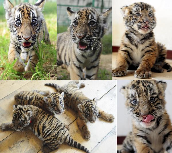 The combined photo shows portraits of South China female tiger Niuniu&apos;s seven cubs during the last two years in the Wangcheng zoo in Luoyang, central China&apos;s Henan Province. &apos;Niuniu&apos; has miraculously given birth to a total of seven tigers since 2009. The three cubs Niuniu just gave birth to this August were shown up to public for the first time on Thursday.