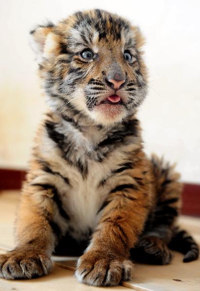 A South China tiger &apos;Luoluo&apos;, which was born in January, is seen in the Wangcheng zoo in Luoyang, central China&apos;s Henan Province (file photo taken on Feb. 20, 2010). Luoluo&apos;s mother &apos;Niuniu&apos;, has miraculously given birth to a total of seven tigers since 2009. The three cubs Niuniu just gave birth to this August were shown up to public for the first time on Thursday. 