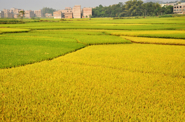 Photo taken on Oct. 24, 2010 shows the field of ripe rice in Nanning, capital of southwest China&apos;s Guangxi Zhuang Autonomous Region, Oct. 24, 2010. [Xinhua]