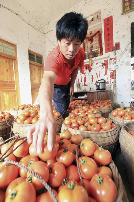 A man fills the baskets with newly harvested tomatos in Liuzhou, southwest China&apos;s Guangxi Zhuang Autonomous Region, Oct. 23, 2010. [Xinhua]