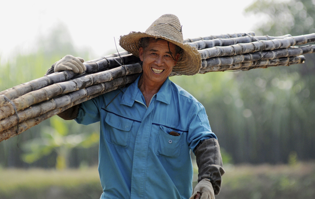 A man carries newly harvested sugarcane in Fangchenggang, southwest China&apos;s Guangxi Zhuang Autonomous Region, Oct. 24, 2010. [Xinhua]