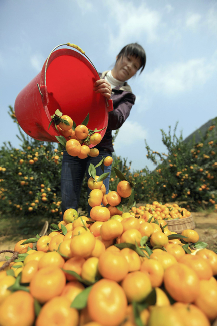 Qin Lanfang, an orchard worker, fills the baskets with newly harvested oranges in Liuzhou, southwest China&apos;s Guangxi Zhuang Autonomous Region, Oct. 22, 2010. [Xinhua]