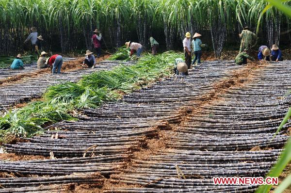 People harvest sugarcane in Fangchenggang, southwest China&apos;s Guangxi Zhuang Autonomous Region, Oct. 24, 2010.[Xinhua]