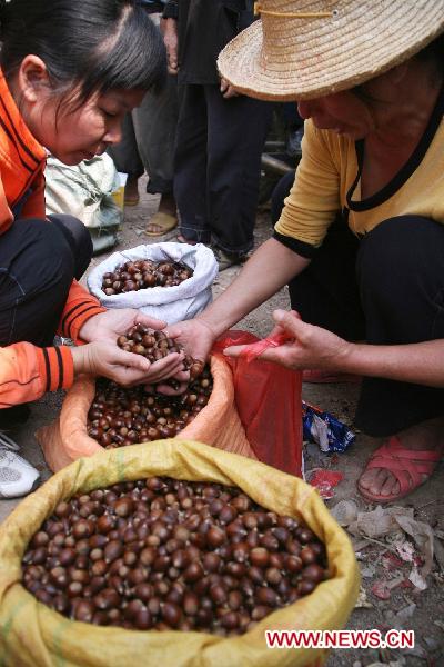 People sell newly harvested chestnuts in Hezhou, southwest China&apos;s Guangxi Zhuang Autonomous Region, Oct. 24, 2010. [Xinhua]