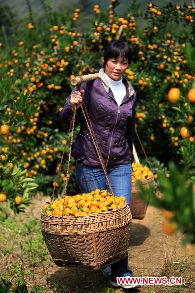 Qin Lanfang, an orchard worker, carries the newly harvested oranges in Liuzhou, southwest China&apos;s Guangxi Zhuang Autonomous Region, Oct. 22, 2010. [Xinhua] 