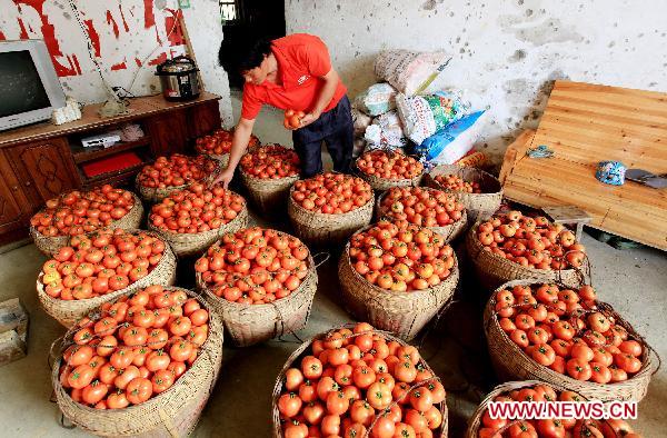 A man fills the baskets with newly harvested tomatos in Liuzhou, southwest China&apos;s Guangxi Zhuang Autonomous Region, Oct. 23, 2010. [Xinhua] 