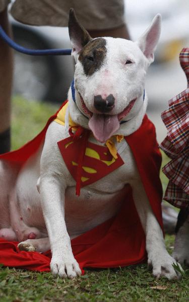 A dog dressed as Superman participates in the Family Pet Festival in Cali October 24, 2010. [Xinhua/Reuters]