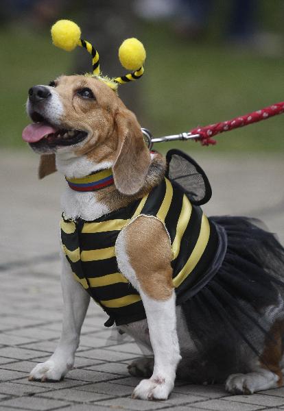 A dog dressed as bee participates in the Family Pet Festival in Cali October 24, 2010.[Xinhua/Reuters]