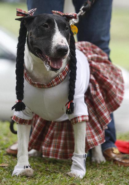 A dog dressed as woman participates in the Family Pet Festival in Cali October 24, 2010.[Xinhua/Reuters]