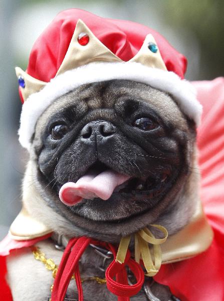 A dog dressed as a King participates in the Family Pet Festival in Cali October 24, 2010.[Xinhua/Reuters]