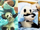 Feeding pandas: 1st experience in life