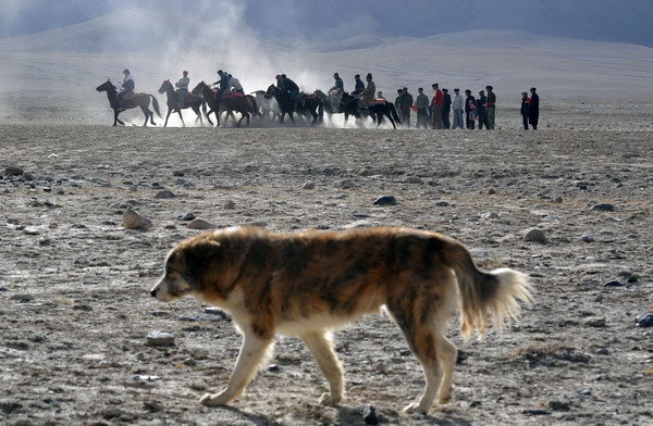 Herdsmen of the Tajik ethnic group scramble to recover the body of a goat during a competition 4,000 meters above sea level in Tashi Kuergan Tajik autonomous county, the Xinjiang Uygur autonomous region, Oct 24. The Tajik people in the Pamir Plateau usually choose to hold wedding ceremonies in the harvest season of autumn, and the goat scrambling competition is an important part of the wedding celebrations. [Xinhua] 