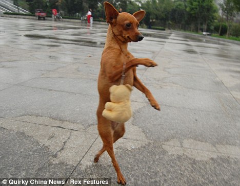 A one-year-old diva pup Lu Lu from Henan Province prefers to use just her two legs to walk, leaving her other two free to carry a handbag. Forget the catwalk -- it is all about the dog-walk, the Daily Mail reported.