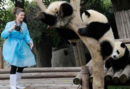 Ashley Robertson fondles a baby panda to help it defecate in Chengdu Panda Base in Chengdu, capital of southwest China's Sichuan Province, Oct. 19, 2010. [Xinhua]  