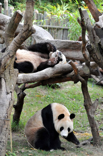 Two giant pandas rest at Xiangjiang Safari Park in Guangzhou, the capital of South China’s Guangdong province, Oct 25, 2010. A team of 12 pandas, including six from Southwest China’s Sichuan province, will be settled at the Xiangjiang Safari Park this month. They will help entertain tourists in Guangzhou during the Asian Games, which will kick off on Nov 11, 2010. [Xinhua] 