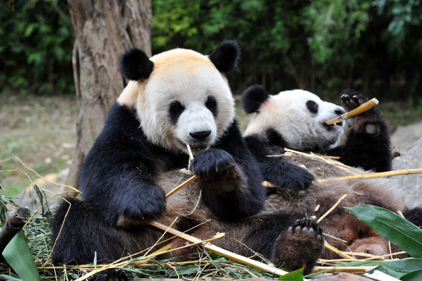 Pandas eat bamboos at the Xiangjiang Safari Park in Guangzhou, the capital of South China’s Guangdong province, Oct 25, 2010.