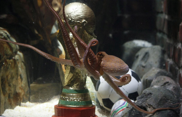 File picture shows Germany&apos;s so-called oracle octopus Paul as it swims in front of a mock soccer World Cup trophy in his tank at the Sea Life Aquarium in the western German city of Oberhausen July 12, 2010. [China Daily/Agencies] 