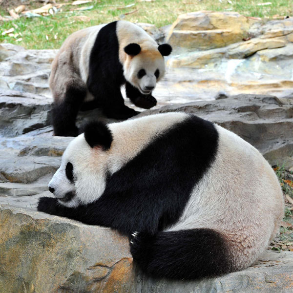 Two giant pandas rest at Xiangjiang Safari Park in Guangzhou, the capital of South Chin&apos;’s Guangdong province, Oct 25, 2010.[Xinhua] 