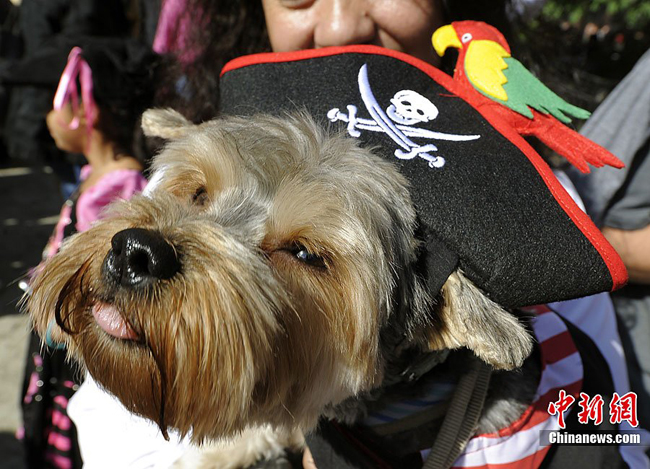 A dog dressed up in costumes during the 20th annual Tompkins Square Park Halloween Dog Parade in New York, October 23, 2010. [Chinanews.com]