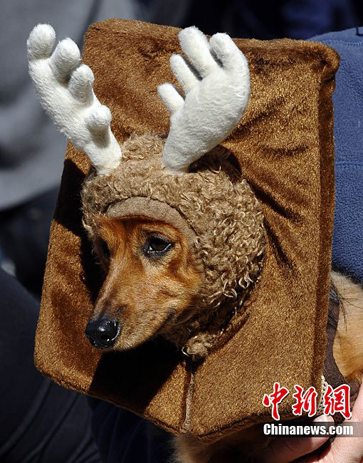 A dog dressed up in costumes during the 20th annual Tompkins Square Park Halloween Dog Parade in New York, October 23, 2010. [Chinanews.com]