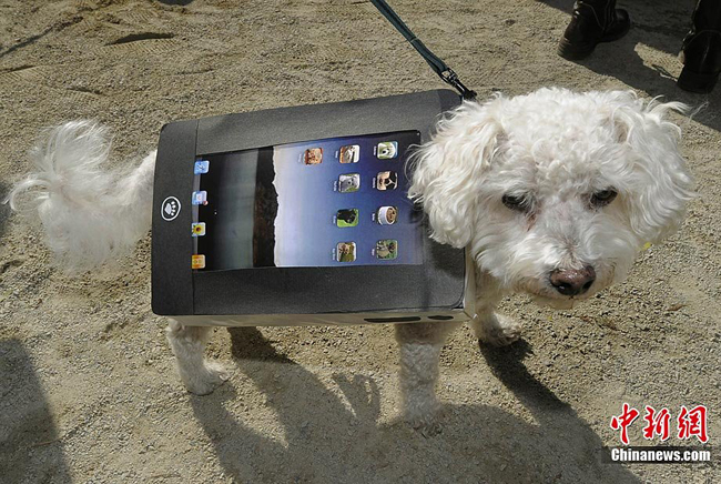 A dog dressed up in costumes during the 20th annual Tompkins Square Park Halloween Dog Parade in New York, October 23, 2010. [Chinanews.com]