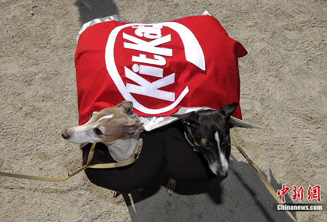 A dog dressed up in costumes during the 20th annual Tompkins Square Park Halloween Dog Parade in New York, October 23, 2010. [Chinanews.com]