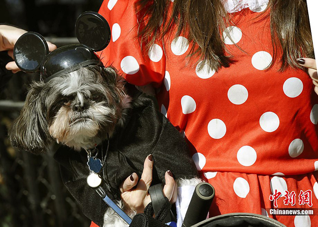 A dog dressed up in costumes during the 20th annual Tompkins Square Park Halloween Dog Parade in New York, October 23, 2010. [Chinanews.com]