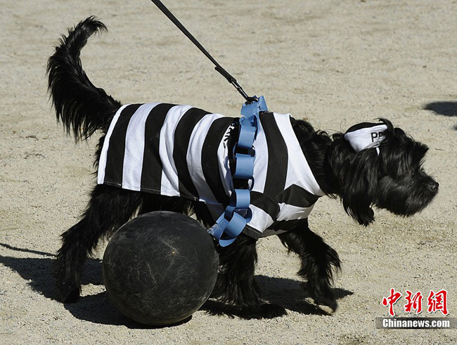 A dog dressed up in costumes during the 20th annual Tompkins Square Park Halloween Dog Parade in New York, October 23, 2010. [Chinanews.com]