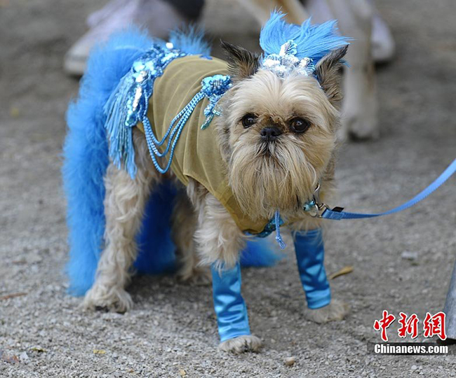 A dog dressed up in costumes during the 20th annual Tompkins Square Park Halloween Dog Parade in New York, October 23, 2010. [Chinanews.com]